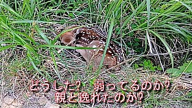 kanoko_c.jpg